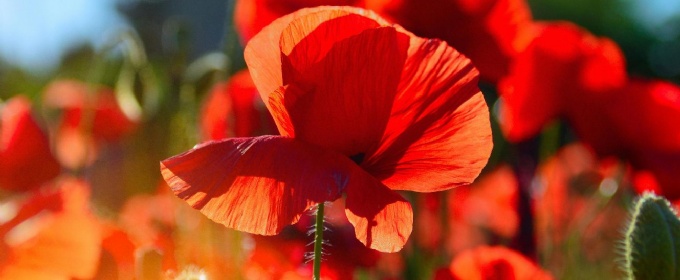 Poppy flower
