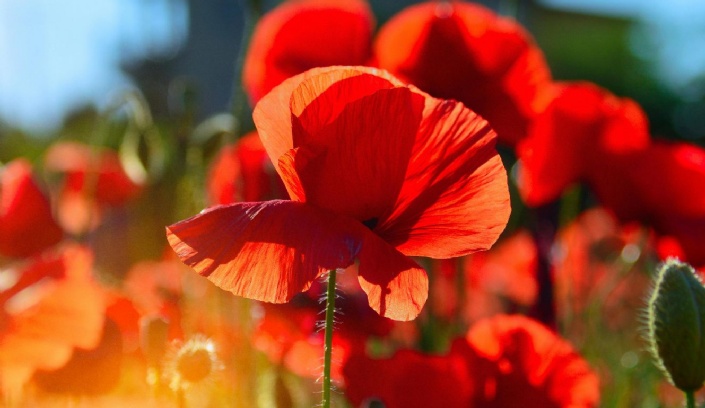 Poppy flower