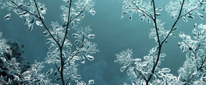 Frosty branches