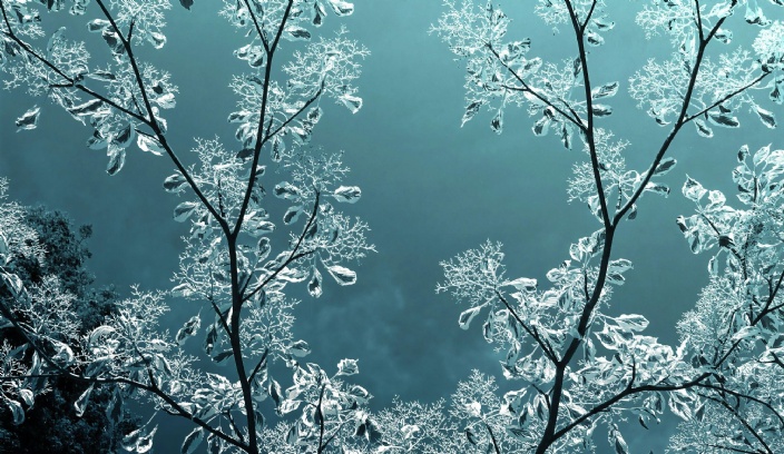 Frosty branches
