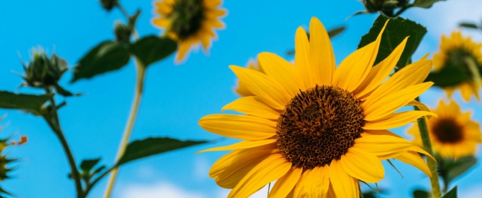 Sunflowers
