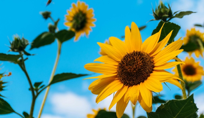Sunflowers